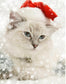 Christmas White Cat Diamond Painting