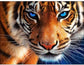 Aggressive Tiger with AB Diamond Painting